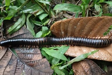 Giant millipede was lost to science for 126 years: It's just been ...