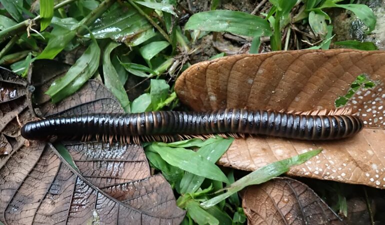 Giant millipede was lost to science for 126 years: It's just been ...