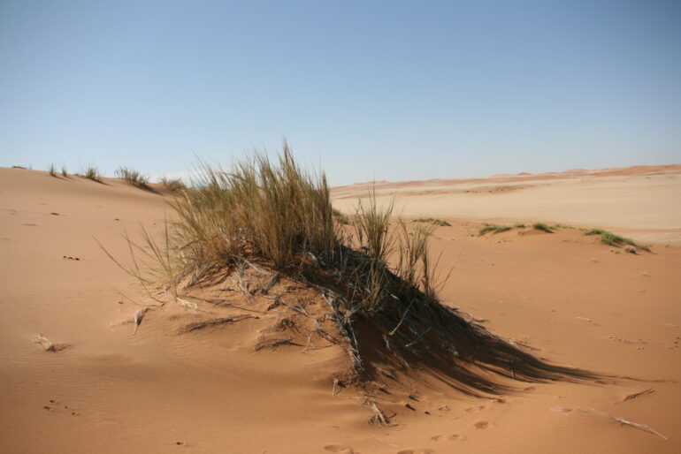 Grasses in the fog: Plants support life in the desert