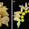 Groundcherry gets genetic upgrades: Turning a garden curiosity ...