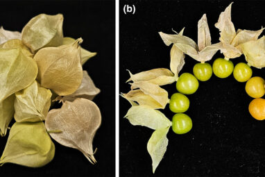Groundcherry gets genetic upgrades: Turning a garden curiosity ...