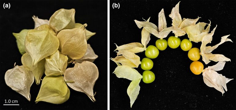 Groundcherry gets genetic upgrades: Turning a garden curiosity ...