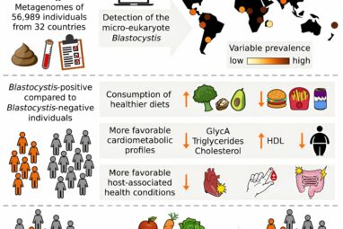 Gut microbe could hold key to help people benefit from healthy foods