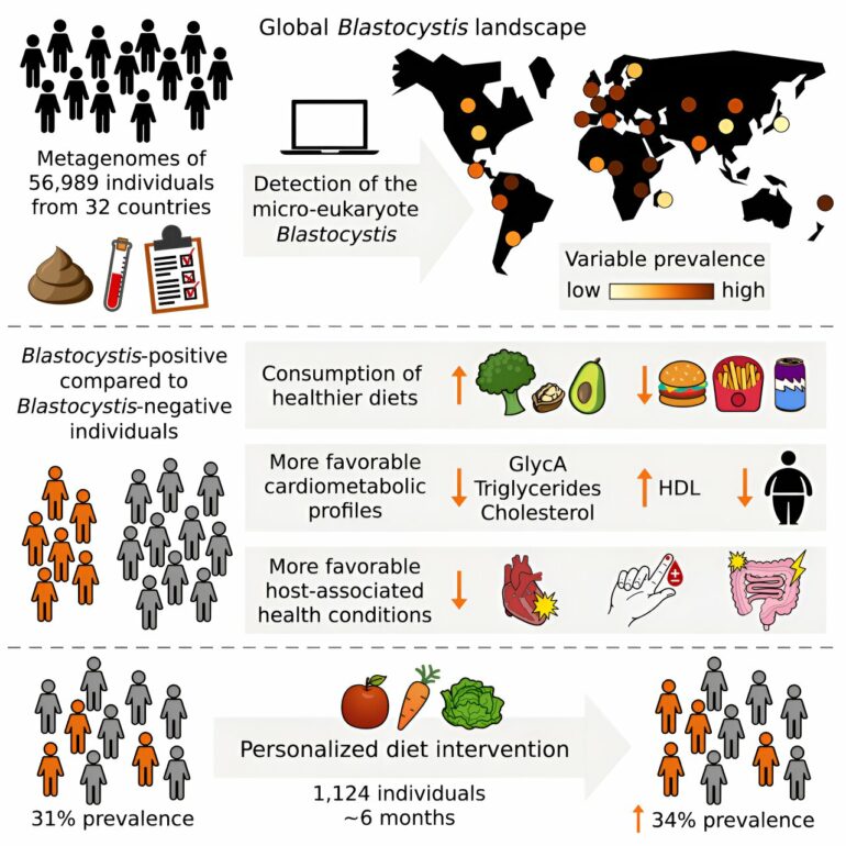 Gut microbe could hold key to help people benefit from healthy foods