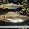 Hatcheries can boost wild salmon numbers but reduce diversity ...