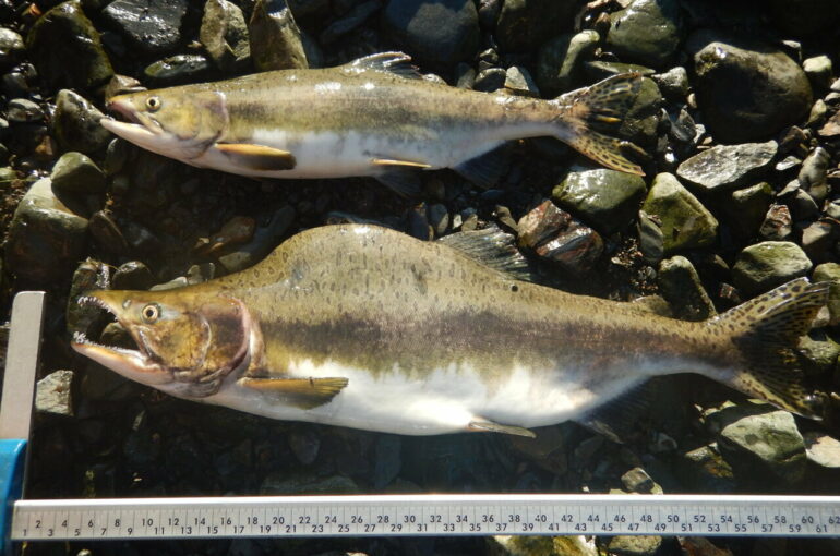 Hatcheries can boost wild salmon numbers but reduce diversity ...