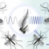 How listening for the right buzz keeps mosquitoes from mating with ...