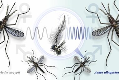 How listening for the right buzz keeps mosquitoes from mating with ...
