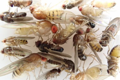 Hundreds of new genome sequences fill gaps in the fruit fly tree ...