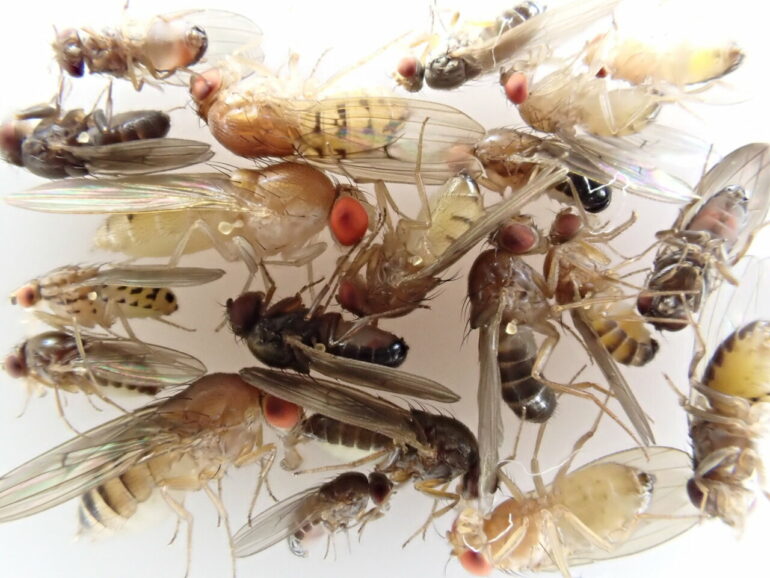 Hundreds of new genome sequences fill gaps in the fruit fly tree ...