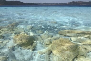 Increasing the understanding of early life on Earth could shape ...