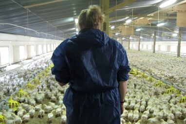 Intensive farming could raise risk of new pandemics, researchers warn