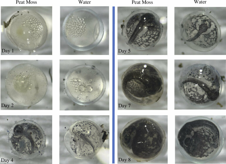 Killifish can adjust their egg-laying habits in response to ...