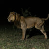 Lion with nine lives breaks record with longest swim in predator ...