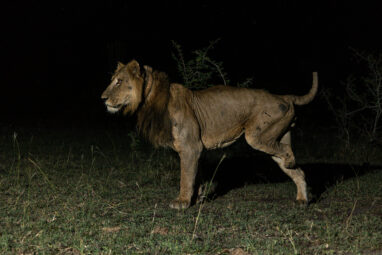 Lion with nine lives breaks record with longest swim in predator ...