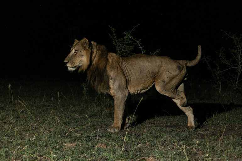 Lion with nine lives breaks record with longest swim in predator ...