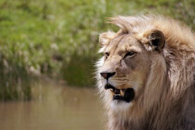 Lions in a Uganda park make a perilous journey across a 1.5 km ...