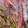 Local dragonflies expose mercury pollution patterns