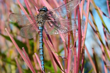 Local dragonflies expose mercury pollution patterns