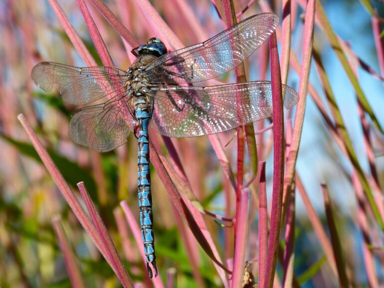 Local dragonflies expose mercury pollution patterns