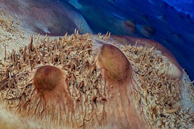 Microbial structures in Antarctic lake could reveal more about how ...