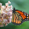 Monarch butterflies need help, and research shows a little bit of ...