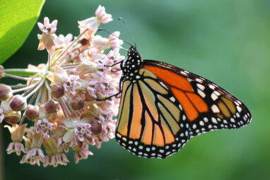 Monarch butterflies need help, and research shows a little bit of ...