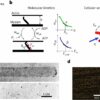 Muscle machine: How water controls the speed of muscle contraction