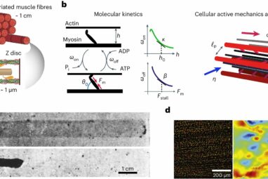 Muscle machine: How water controls the speed of muscle contraction