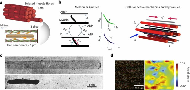 Muscle machine: How water controls the speed of muscle contraction