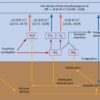 Net effects of man-made nitrogen attenuate global warming ...