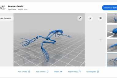 New 3D anatomical atlas of the African clawed frog increases ...
