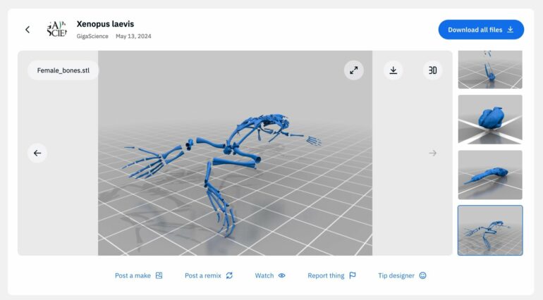 New 3D anatomical atlas of the African clawed frog increases ...