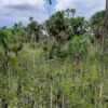 New data-driven map reveals extensive peatlands in Amazon Basin