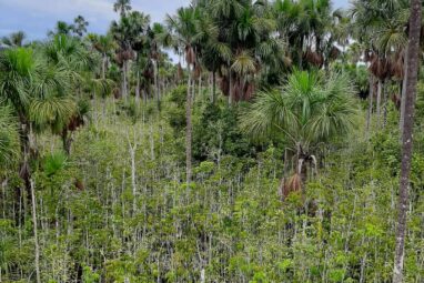 New data-driven map reveals extensive peatlands in Amazon Basin