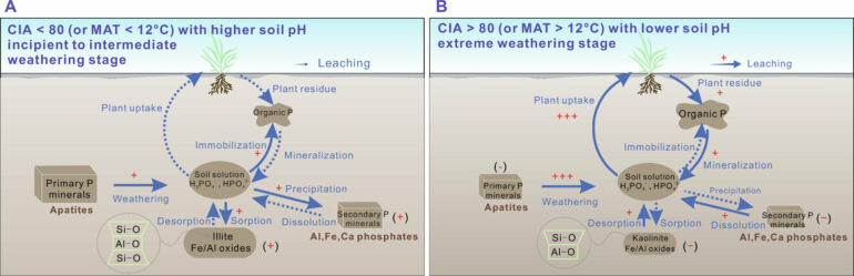 New dataset reveals accelerated global soil phosphorus release at ...