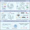 Novel gene writing technology enables all-RNA-mediated targeted ...