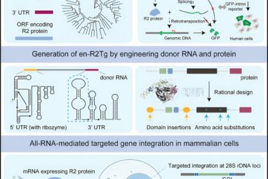Novel gene writing technology enables all-RNA-mediated targeted ...