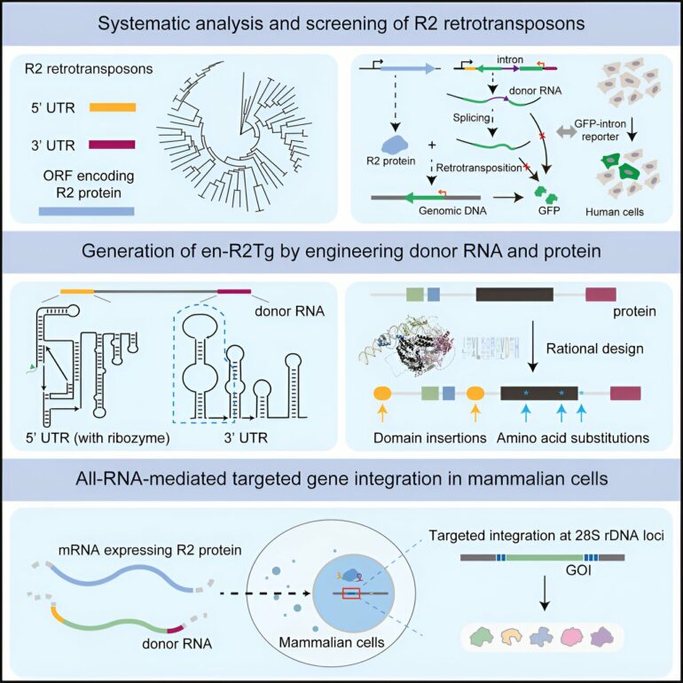 Novel gene writing technology enables all-RNA-mediated targeted ...