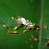 Of ants and trees: 'Evolutionary déjà vu' in the tropical rainforest