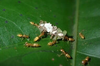 Of ants and trees: 'Evolutionary déjà vu' in the tropical rainforest