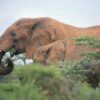 One elephant can sustain more than 2 million dung beetles in east ...