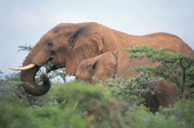 One elephant can sustain more than 2 million dung beetles in east ...