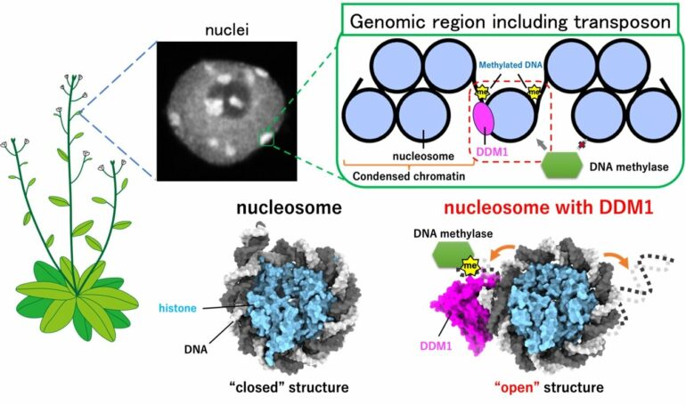 Opening the right doors: New work reveals 'jumping gene' control ...