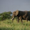 Outsourcing conservation in Africa: NGO management reduces ...