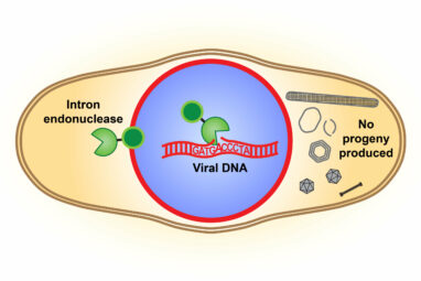 Phage viruses, used to treat antibiotic resistance, gain advantage ...