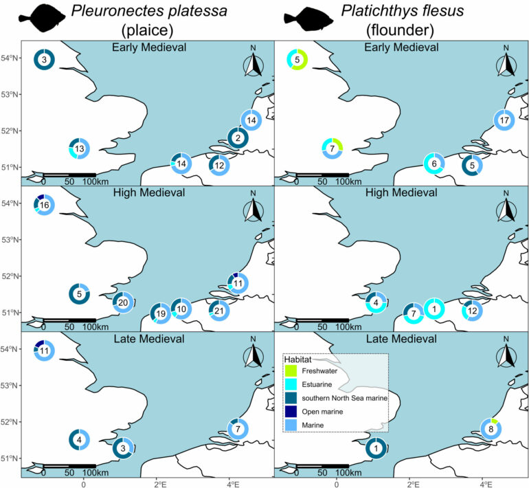 Plaice may have been most popular flatfish on dinner tables in ...