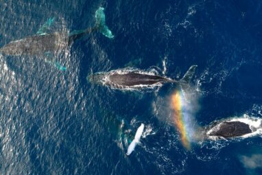 Research finds humpbacks were happier during pandemic pause