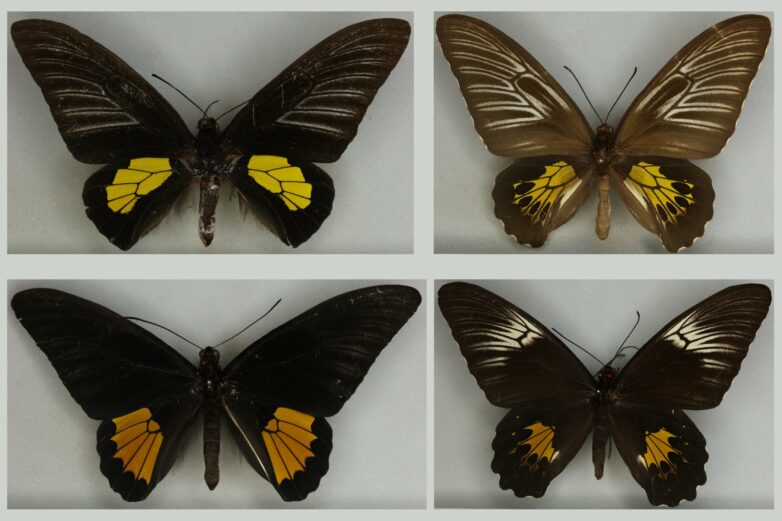 Research shows Darwin and Wallace both right on butterfly evolution