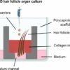 Researchers develop 3D printed model for targeted antibiotic ...